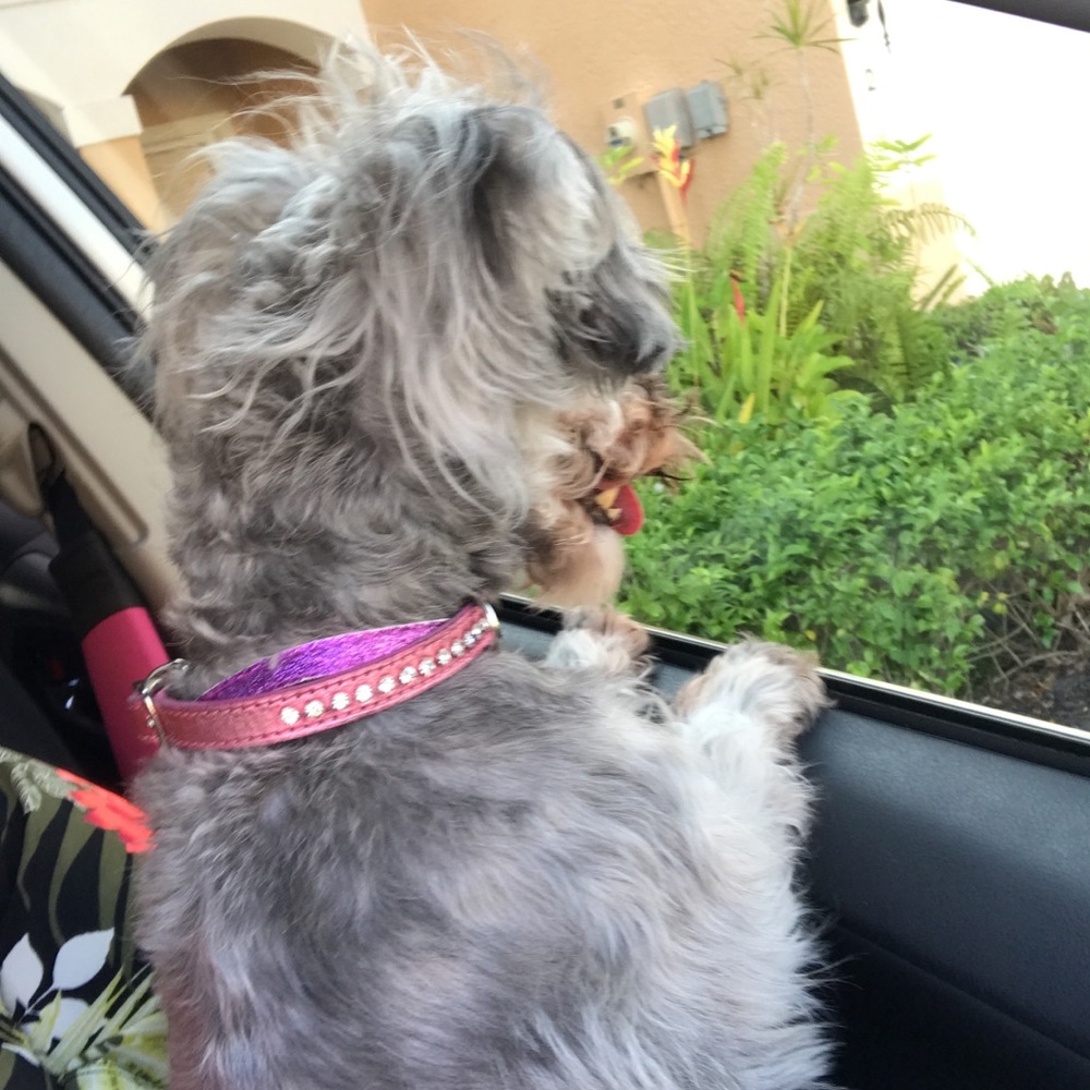 Meet your Posher, Marley